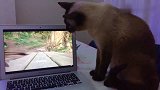 暹罗猫宝宝很喜欢看小动物的视频，歪着头看得多认真呀