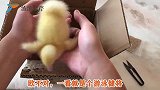 网购一只“小黄鸭”，体型不大很听话，开箱之后简直被萌翻了