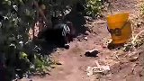 农村小孩，田园生活乐趣多