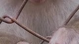 看见游客手上有倒刺，猴哥急得帮游客撕掉