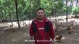 湖北枝江：薛家培一手养鸡托圆小康梦