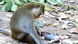 野生动物：猴妈就喜欢折磨阿巴卡，不太喜欢它哟