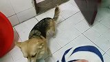 上厕所被狗狗一直盯着啥感觉网友：心疼主人