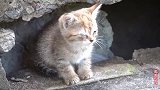 小野猫寸步不离守在家，只为等妈妈回来，看到妈妈一刻超萌