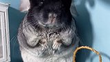 龙猫像不像一个毛绒绒的玩具