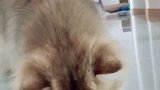 这一家子也是和苍蝇杠上了_(:з)∠)_