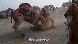 骆驼为什么会吃仙人掌？老外切开仙人掌，找到了答案！