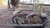 骆驼为什么会吃仙人掌？老外切开仙人掌，找到了答案！