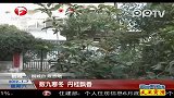 数九寒冬丹桂飘香