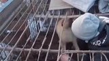 小伙解救了，一屠宰场的全部狗狗