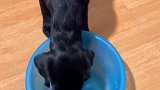 给狗子喂“精神粮食”，杜绝它浪费一粒狗粮！