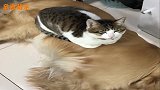 猫咪在家里的地位一目了然，不服都不行