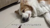主人恶搞熟睡的狗子，故意在跟前摆上食物，看完忍住别笑