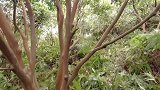狗狗天天喜欢往山里跑，小伙跟上一探究竟，原来是在为民除害