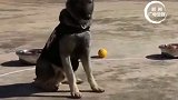 班长说：陌生人给的食物不能吃！军犬 萌宠