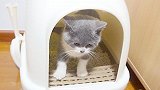 小猫乱尿被抓现行，大猫生气替主人教育，小猫竟听懂去厕所反思！