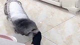 泰迪帮怀孕的女主脱袜子，真懂事