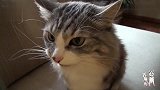 主人非要和猫咪对话，最后猫咪“忍无可忍”的反应太逗了
