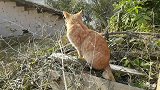 冷了好几天终于天晴了，小黄猫开心的出来晒太阳