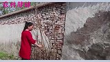 胖妹把邻居家香椿全摘走，回家和土鸡蛋一起炒，邻居上门找尴尬啦