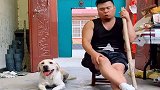 主人受伤拄拐，结果却被家里狗狗嘲笑，下一幕太气人了！