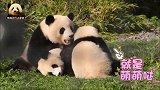 熊猫梦梦和两个熊孩子嬉戏玩耍，尽情享受欢乐的亲子时光，好萌