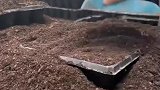 育苗中，种苗培育，农业种植