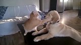 狗狗去调戏猫咪，这突如其来的一大耳光，狗狗蒙了