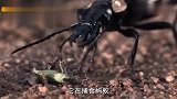 生命：这甲虫太厉害了,喷射出的酸液,直接把蚂蚁腐蚀了,精彩！