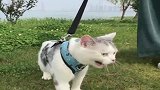 第一次带猫咪出来玩，不料这货被惊呆了：外面的世界真精彩！