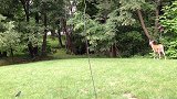 狗狗试图从后面偷袭小鹿，小鹿一回头把狗狗吓跑了，真好玩！