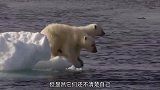 北极熊带宝宝第一次游泳，这老师合格不