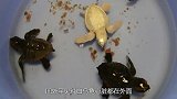 国外罕见纯白乌龟心脏露在外面，12万才出有一只