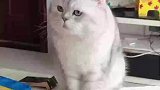 主人训斥小猫好吃懒做，猫咪一脸无辜