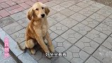 小金毛突然变，没骨折没外伤，难道是全骨炎吗