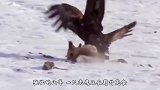 老鹰抓住山羊不放手，不料聪明山羊使出绝招，镜头拍下老鹰的惨状