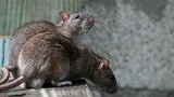 澳大利亚遭遇“鼠灾” 居民称被老鼠淹没一晚上能抓600只
