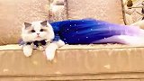 布偶猫穿上小裙子，躺在沙发上，巅峰颜值仙喵下凡！