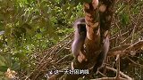 老虎为什么不教我爬树