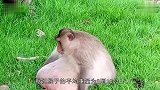 泰国猴子胖成猪，无法上树，猴我也很绝望啊