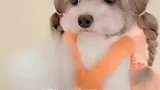 巴哥犬的日常家有比熊
