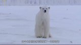 老人好心收养北极熊，16年长到700斤，长大后竟如此对待老人