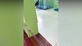 小狗狗们要出去玩，然后就被保鲜膜拦住了，太可爱了！