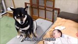 主人家新添小婴儿，柴犬小心翼翼陪伴在主人身边，真是太有爱了