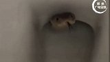 男子冲马桶冲出眼镜蛇，网友：太可怕了 蛇 危险瞬间