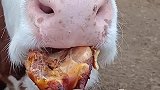 内蒙美好春日大鸡腿给我老板安排上了、很满意