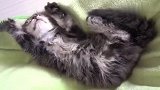 毛茸茸的小猫咪，夜猫子，早上就睡觉晚上活动