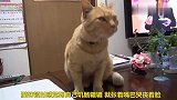 猫咪看着电视里吃饭，自己也顿觉饥肠辘辘，狗狗上前安慰