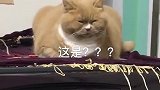 猫：主人你干啥呢，又想来谋害我么！