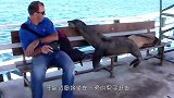 海狮懒洋洋的躺在沙滩椅上晒太阳，享受极了，镜头记录全过程